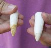 2 piece lot of Alligator Teeth 2-1/2 and 2-7/8 inches long from Louisiana gators (You are buying the teeth shown) for $20/lot