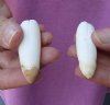 2 piece lot of Alligator Teeth 2-1/4 and 2-3/4 inches long from Louisiana gators (You are buying the teeth shown) for $20/lot