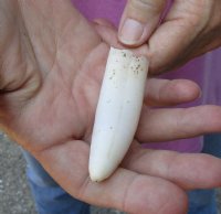 One Alligator Tooth 3 inches long (crack on back)  from a Florida gator (You are buying the tooth shown) for $12