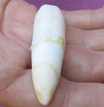 One Alligator Tooth 3 inches long from a Florida gator for $15