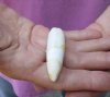 One Alligator Tooth 3 inches long from a Florida gator (You are buying the tooth shown) for $15