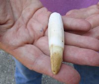 One Alligator Tooth 3-1/2 inches long from a Florida gator (You are buying the tooth shown) for $22