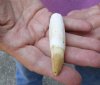 One Alligator Tooth...