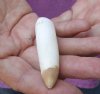One Alligator Tooth 3-1/4 inches long from a Florida gator (You are buying the tooth shown) for $20
