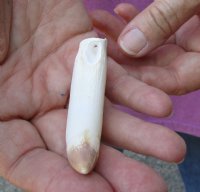 One Alligator Tooth 3-1/4 inches long from a Florida gator (You are buying the tooth shown) for $20