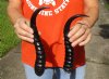 2 pc lot of Polished African male springbok horns 11 inches - you are buying the ones pictured for $20/lot