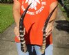 2 Polished African Blesbok horns (not a pair) 16 inches (You are buying the 2 horns pictured) for $33/lot  