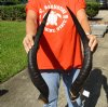Matching pair of Kudu horns for sale measuring 26 inches, for making a shofar.  You are buying the horns in the photos for $85