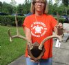 Mule Deer Skull plate and horns (antlers) 22 inches tall and 21 inches wide on wood base  (You are buying the skull plate and horns shown) for $50