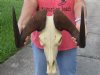 15 inch wide African female Black Wildebeest Skull and Horns - You are buying the black wildebeest skull pictured for $110