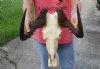 15 inch wide African female Black Wildebeest Skull and Horns - You are buying the black wildebeest skull pictured for $110