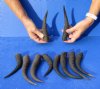10 pc lot of African Mountain Reedbuck horns 5-1/2 to 7-1/2 inches - you are buying the ones pictured for $75/lot