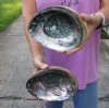 2 pc Natural Green Abalone shells measuring 7 inches - You will receive the shells pictured for $24/lot