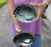 2 pc Natural Green Abalone shells measuring 7 inches (small hole in one shell) - You will receive the shells pictured for $24/lot