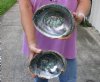 2 pc Natural Green Abalone shells measuring 7 inches - You will receive the shells pictured for $24/lot