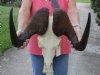 17 inch wide African Male Black Wildebeest Skull and Horns - You are buying the black wildebeest skull pictured for $105