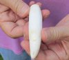 One Alligator Tooth 3-3/4 inches long from a Florida gator (You are buying the tooth shown) for $25