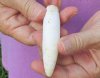 One Alligator Tooth 3-3/4 inches long from a Florida gator (You are buying the tooth shown) for $25