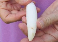 One Alligator Tooth 3-3/4 inches long from a Florida gator for $15  <font color=red> *Special* </font>