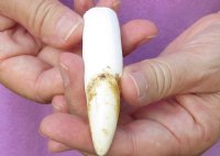 One Alligator Tooth 3-3/4 inches long from a Florida gator for $15 <font color=red> *Special* </font>