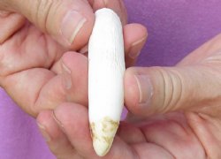 One Alligator Tooth 3 inches long from a Florida gator for <font color=red>Special Price $10</font>