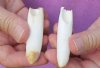 2 piece lot of Alligator Teeth 2-3/4 and 3 inches long from Florida gators (You are buying the teeth shown) for $20/lot <font color=red> *Special* </font>