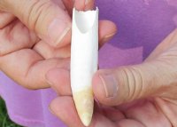 One Alligator Tooth 3 inches long from a Florida gator (You are buying the tooth shown) for $18