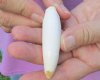 One Alligator Tooth 3 inches long from a Florida gator (You are buying the tooth shown) for $18