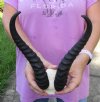 10 inch Male Springbok Horns on Springbok Skull Plate - You are buying the horns and skull plate shown for $30.00