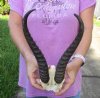 11 inch Male Springbok Horns on Springbok Skull Plate - You are buying the horns and skull plate shown for $30.00