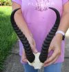 12 inch Male Springbok Horns on Springbok Skull Plate - You are buying the horns and skull plate shown for $30.00