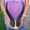 12 inch Male Springbok Horns on Springbok Skull Plate - You are buying the horns and skull plate shown for $30.00