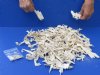 2 lb Assorted lot of Alligator skull bones with 100 pc 3/4 inch and under gator teeth. You are buying the bones pictured for $20