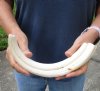12 inch Warthog Tusk, Warthog Ivory from African Warthog for sale (You are buying the tusk in the photo) for $125.00