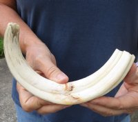 11 inch Warthog Tusk, Warthog Ivory from African Warthog for sale for $65