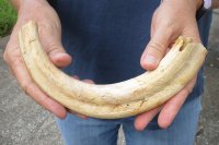 #2 grade 10 Warthog Tusk, Warthog Ivory from African Warthog  (You are buying the tusk in the photo) for $30