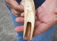 #2 grade 10 Warthog Tusk, Warthog Ivory from African Warthog  (You are buying the tusk in the photo) for $30