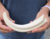 #2 grade 9 Warthog Tusk, Warthog Ivory from African Warthog (You are buying the tusk in the photo) for $25