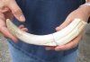 #2 grade 9 Warthog Tusk, Warthog Ivory approximately 80% solid from African Warthog (You are buying the tusk in the photo) for $30