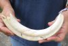#2 grade 10 Warthog Tusk, Warthog Ivory from African Warthog and approximately 60% solid (You are buying the tusk in the photo) for $25