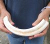 #2 grade 10 Warthog Tusk, Warthog Ivory from African Warthog (You are buying the tusk in the photo) for $30