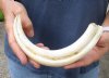 11 inch Warthog Tusk, Warthog Ivory from African Warthog for sale (You are buying the tusk in the photo) for $65