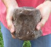 Fossil Whale Vertebra bone measuring approximately 4-1/2 x 5 inches. You are buying the whale bone pictured for $28