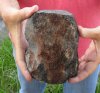 Fossil Whale Vertebra bone measuring approximately 5-1/2 x 4-1/2 inches. You are buying the whale bone pictured for $20