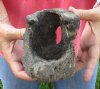 Fossil Whale Vertebra bone measuring approximately 5-1/2 x 4-3/4 inches. You are buying the whale bone pictured for $14