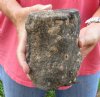 Fossil Whale Vertebra bone measuring approximately 6-1/4 x 4-1/2 inches. You are buying the whale bone pictured for $26