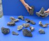 Lot of Fossil Whale Vertebra bones and other assorted fossil pieces measuring approximately 3 to 6 inches. You are buying the lot of fossil bones pictured for $50
