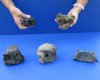 5 piece lot of Fossil Whale Vertebra bones measuring approximately 3 to 5 inches. You are buying the lot of whale bones pictured for $50