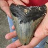 One Megalodon Fossil Shark Tooth (Carcharocles megalodon) measuring 4-7/8 inches long - You are buying the one in the picture for $95.00