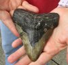 One Megalodon Fossil Shark Tooth (Carcharocles megalodon) measuring 4-3/4 inches long - You are buying the one in the picture for $95.00